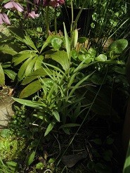 f:id:cangael:20190312122124j:plain