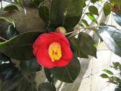 f:id:cangael:20190312122142j:plain