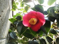 f:id:cangael:20190312122154j:plain