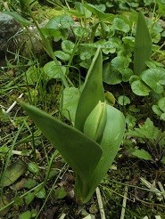 f:id:cangael:20190312122523j:plain