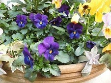 f:id:cangael:20190312163458j:image:right f:id:cangael:20190312163458j:image:right