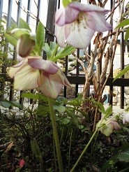 f:id:cangael:20190312163722j:plain