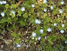 f:id:cangael:20190313112810j:plain