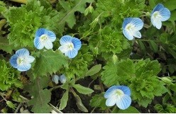 f:id:cangael:20190313112819j:plain