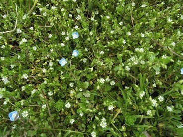 f:id:cangael:20190313112847j:plain