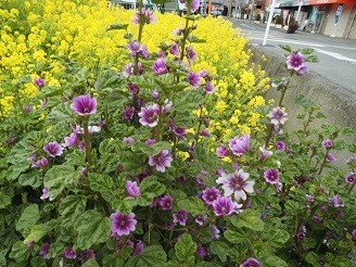 f:id:cangael:20190313113042j:plain