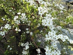 f:id:cangael:20190315132734j:image:right