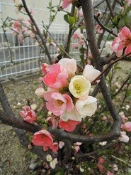 f:id:cangael:20190325132849j:image:right f:id:cangael:20190325132849j:image:right