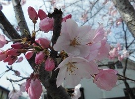 f:id:cangael:20190327113336j:image:left
