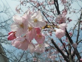 f:id:cangael:20190327113343j:plain