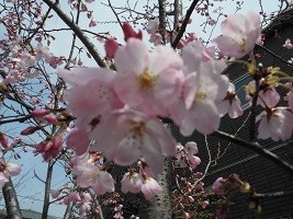 f:id:cangael:20190327113352j:plain