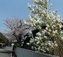 f:id:cangael:20190406113222j:image:left