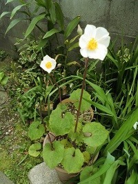 f:id:cangael:20190414091551j:plain f:id:cangael:20190414091551j:plain