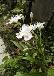 f:id:cangael:20190419132318j:plain f:id:cangael:20190419132318j:plain