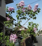 f:id:cangael:20190423072937j:image:left
