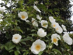 f:id:cangael:20190429140444j:plain f:id:cangael:20190429140444j:plain