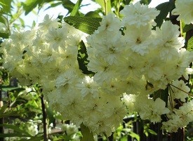 f:id:cangael:20190502071452j:plain f:id:cangael:20190502071452j:plain