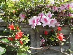 f:id:cangael:20190503103105j:plain f:id:cangael:20190503103105j:plain