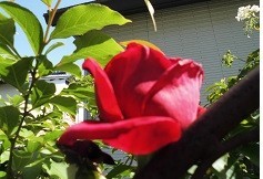 f:id:cangael:20190504142645j:image:right