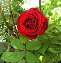 f:id:cangael:20190504143453j:image:left