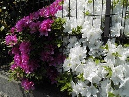 f:id:cangael:20190505131352j:plain f:id:cangael:20190505131352j:plain