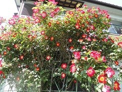 f:id:cangael:20190505132157j:plain f:id:cangael:20190505132157j:plain