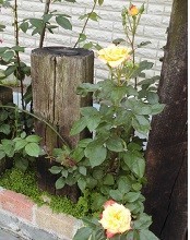 f:id:cangael:20190505132440j:plain f:id:cangael:20190505132440j:plain