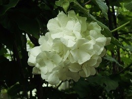 f:id:cangael:20190506073025j:plain