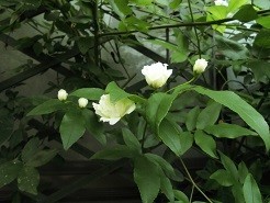 f:id:cangael:20190509071616j:plain
