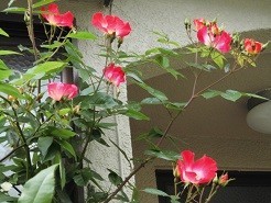 f:id:cangael:20190509071627j:plain