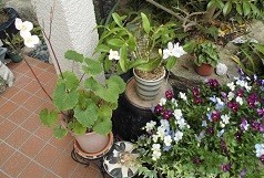 f:id:cangael:20190509071659j:image:right f:id:cangael:20190509071659j:image:right