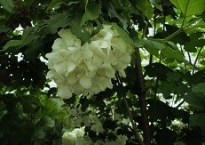 f:id:cangael:20190509075924j:image:right