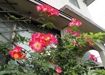 f:id:cangael:20190518083604j:image:left