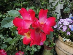 f:id:cangael:20190520071322j:image:right