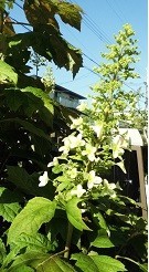 f:id:cangael:20190522155404j:image:left