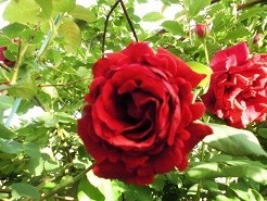f:id:cangael:20190529173347j:plain
