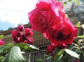 f:id:cangael:20190603133710j:plain f:id:cangael:20190603133710j:plain