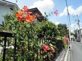 f:id:cangael:20190603134221j:plain f:id:cangael:20190603134221j:plain