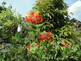 f:id:cangael:20190603134236j:plain f:id:cangael:20190603134236j:plain