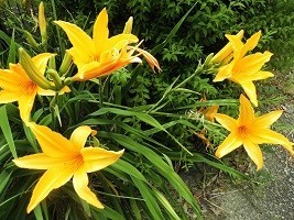 f:id:cangael:20190603134932j:plain f:id:cangael:20190603134932j:plain