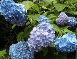f:id:cangael:20190605112606j:plain f:id:cangael:20190605112606j:plain