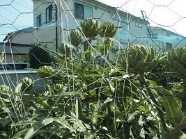 f:id:cangael:20190605144323j:plain f:id:cangael:20190605144323j:plain
