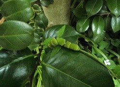 f:id:cangael:20190610062435j:image:left