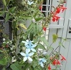 f:id:cangael:20190612131242j:image:left