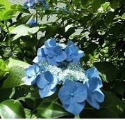 f:id:cangael:20190614104414j:image:left