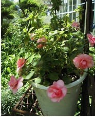 f:id:cangael:20190615124110j:image:right