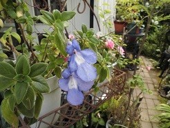 f:id:cangael:20190617063031j:image:right