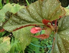 f:id:cangael:20190617063121j:image:right