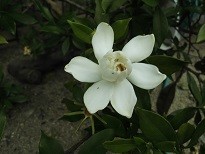 f:id:cangael:20190618144248j:image:right f:id:cangael:20190618144248j:image:right