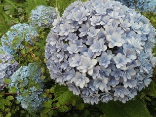 f:id:cangael:20190618152632j:plain f:id:cangael:20190618152632j:plain